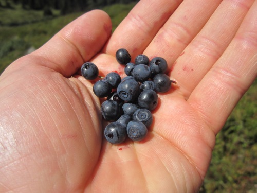 Sometimes the best meal simply requires moving the raw ingredients straight to your mouth.  As shown here by my handful of wild blueberries plucked from the trail side in the Swiss Alps.
